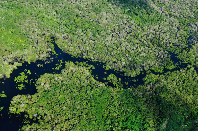 Illustration for article titled Esta mujer se adentró en la selva del Amazonas con 41 personas para encontrar a su marido. Solo regresó ella